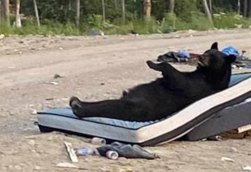 En Canadá captan a oso descansando en un colchón ¡anuncio de televisión se hizo real!