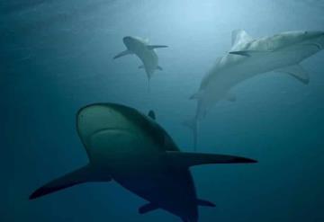 ¡Vacaciones de terror! Tiburón le quita la vida a mujer en las Bahamas; realizaba snorkel