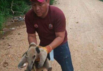 Personal de protección civil a un oso hormiguero en la colonia Palenque