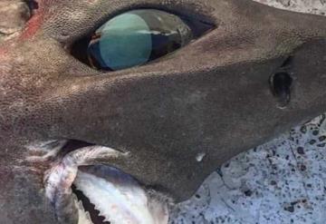 Pescador encuentra un aterrador tiburón, ¡su aspecto es de película!