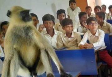 ¿Carrera trunca? Mono irrumpe en escuela y se sienta a tomar clases