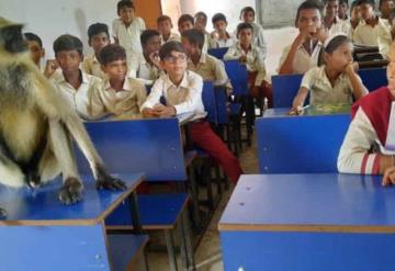 Captan a mono tomar clases en India