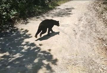 Vinculan a proceso a siete personas por crueldad animal tras matar a osezna en Coahuila