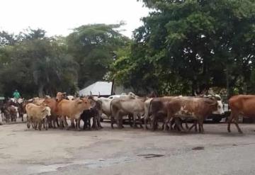 Seguridad Pública brinda respaldo a productores jonutecos durante movilización de hato en Jonuta -Zapatero