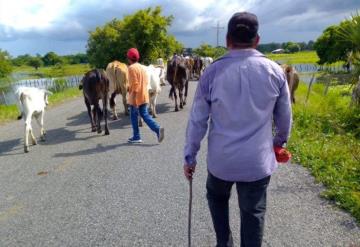 Propietarios de tierras altas abusan en el cobro de semovientes que son movilizados por productores jonutecos para salvarlos de la inundación