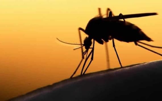 En Perú, declaran alerta por dengue tras llegar a 75 muertos en el año