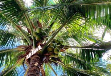 Fábrica de paneles de fibra de coco, pronto una realidad en Tabasco