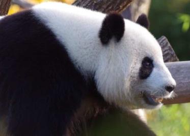 Prohíben en China tráfico y consumo de animales salvajes