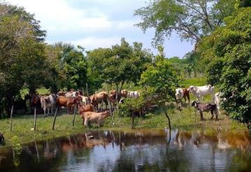 Dirigente ganadero pide a productores Jonutecos movilizar sus semovientes a tierras altas