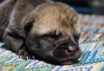 Nace el primer lobo del ártico clonado