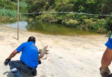 Capturan al menos 4 cocodrilos en playas y zonas habitadas  de Oaxaca