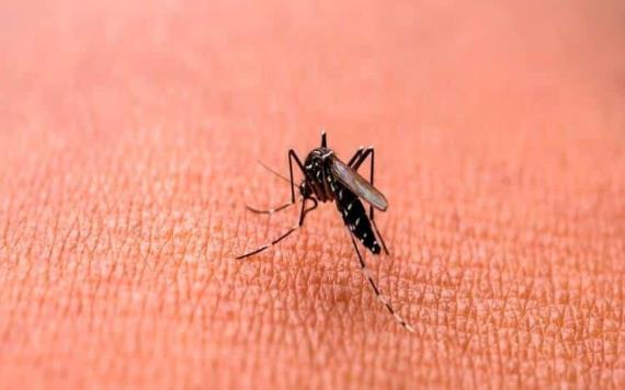 Repuntan casos de dengue en Tabasco; estos son los municipios en alerta