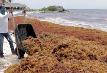 UNAM desarrolla filtro con sargazo para limpiar el agua de contaminantes