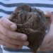Niño descubre fósil prehistórico en EU