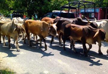 Alrededor de 15 mil reses han sido movilizadas a  Chiapas y Campeche por la creciente en Jonuta