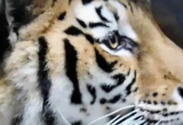 Felinos rescatados de fundación Black Jaguar- White Tiger recuperan condición física