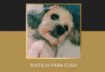 Inician juicio contra mujer por dar atún con veneno a perrita en Puebla