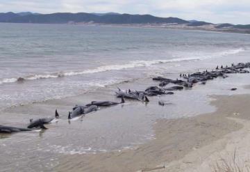 Mueren 240 ballenas tras segundo varamiento en Nueva Zelanda