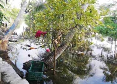 Analizan en la UJAT avances en el rescate de manglares mexicanos