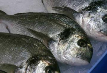 ¡Ya no comas atún! Estudio revela qué pescados tienen mercurio