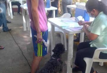 Personal de salud realiza vacunación de perros y gatos contra la Rabia