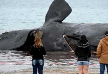 Suman 30 ballenas muertas en costas de la Patagonia argentina