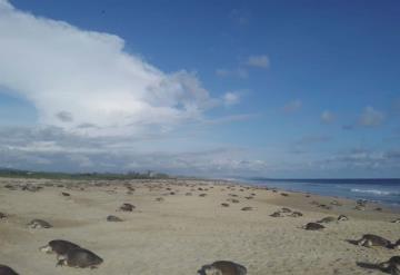 Tortugas marinas arriban a las costas de Oaxaca