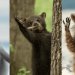 Captan a animales en situaciones divertidas, finalistas de los Comedy Wildlife Photography Awards