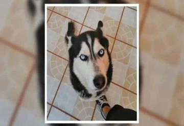 Joven denuncia negligencia en veterinaria canina; le entregan a su husky muerto