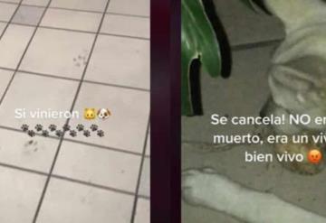 ¡Lomitos al ataque! Perritos devoran ofrendas de Día de Muertos