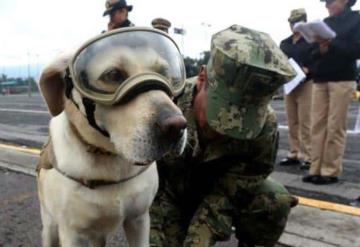 Despiden a Frida, la perrita rescatista, con emotivas imágenes en redes sociales