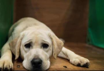 En Mérida reportan un envenenamiento masivo de perritos