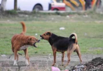 Jauría de perros devora a un individuo en la CDMX