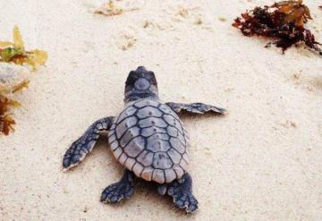 Crearán 17 santuarios para tortugas en México ¿En qué playas estarán?