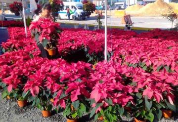 Ofertan las tradicionales flores de Noche Buena