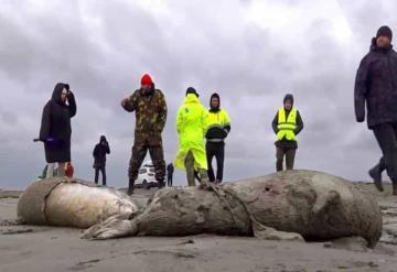 Encuentran a casi 2 mil focas sin vida en una costa de Rusia