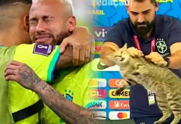 Internautas señalan que eliminación de Brasil del mundial se debe a una maldición del gato