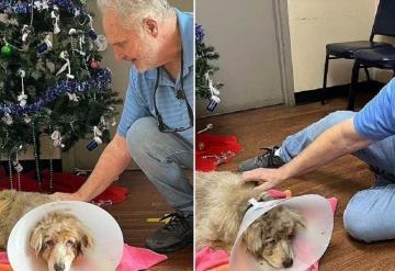 Perrita se reencuentra con sus dueños después de 7 años que escapó por miedo a los fuegos artificiales