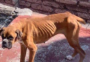 ¡En los huesos! Rescatan a Luna, perrita boxer a punto de morir en azotea de CDMX