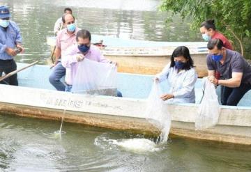 Liberan 3 mil crías de pejelagarto y mil 100 de mojarra paleta