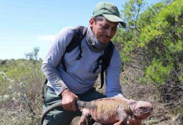 Descubren en Ecuador crías de Iguana Rosada en las #IslasGalápagos