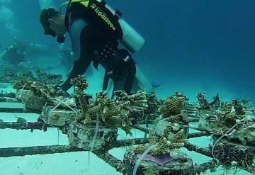 Nuevo método para congelar larvas de coral podrían salvar los arrecifes