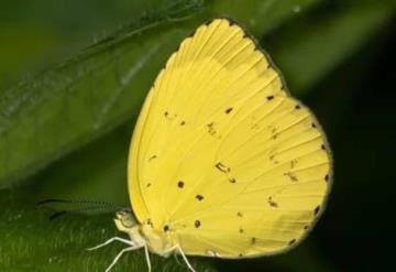 Mariposas amarillas