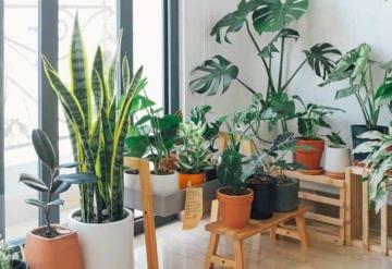 Plantas que debes tener en casa antes de iniciar el Año Nuevo para atraer la abundancia