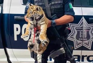 Encuentran un tigre cachorro en la cajuela de un vehículo en Querétaro