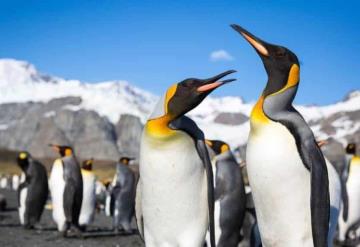 Pingüinos reales enfrentan amenaza del cambio climático