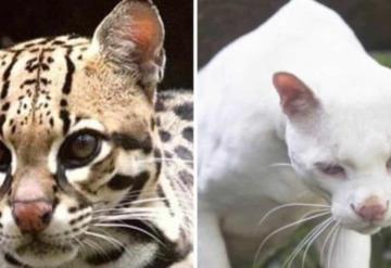 En Colombia, hallan primera ocelote albina; alertan por deforestación