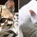 En Colombia, hallan primera ocelote albina; alertan por deforestación
