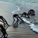 Foto de 'extrañas criaturas' en playas de África alarma a internautas
