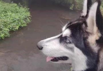 Muere perrito al defender a su dueña de asalto en Veracruz